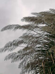 芦苇