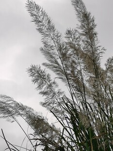 阴天郊野芦苇风光