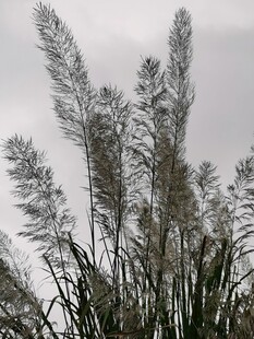 阴天芦苇随风摇曳