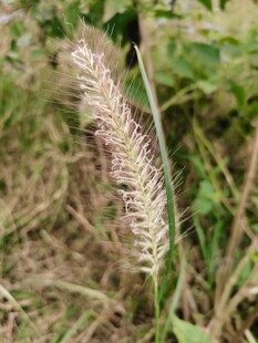 野生狗尾草特写