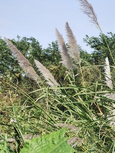 野外摇曳的蒲苇