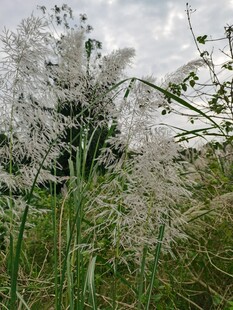 野外草丛自然景致