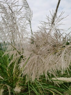 朦胧粉黛乱子草