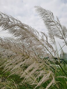 风中摇曳的芦苇丛
