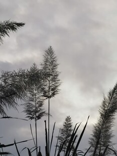 阴天芦苇朦胧风景