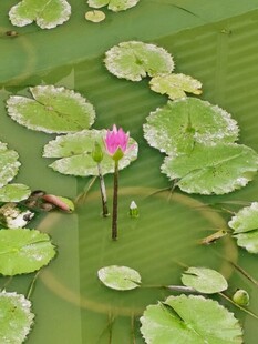 池塘粉色睡莲