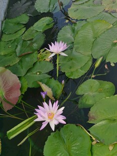 夏日池塘粉睡莲绽放