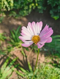 格桑花