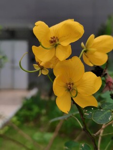 明黄决明花簇特写