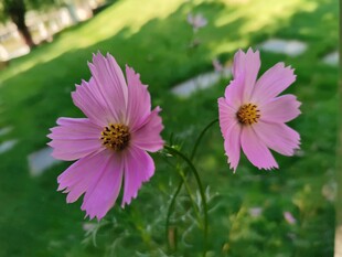 两朵粉紫格桑花