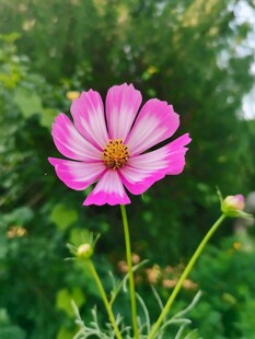 粉色格桑花清新绽放