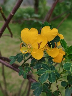 枝头明黄决明花