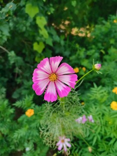 格桑花 