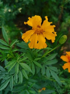 盛开的黄色万寿菊