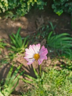 阳光下粉色小野花