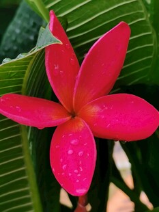 鸡蛋花
