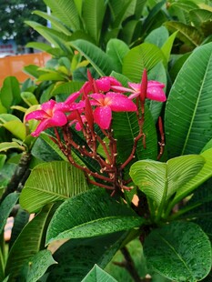 鸡蛋花