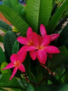 鸡蛋花