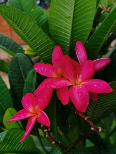 鸡蛋花