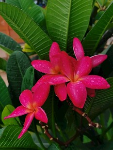 鸡蛋花