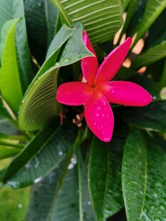 鸡蛋花