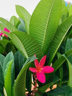 鸡蛋花