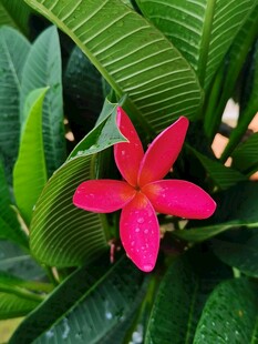 鸡蛋花