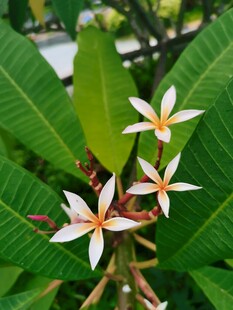 鸡蛋花