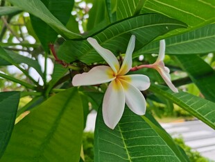 绿叶丛中鸡蛋花