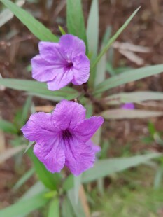 翠芦莉紫色花卉特写