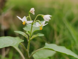 野生白色小花特写