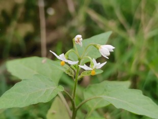 林间野生小白花