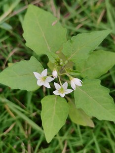 野生白花植株特写