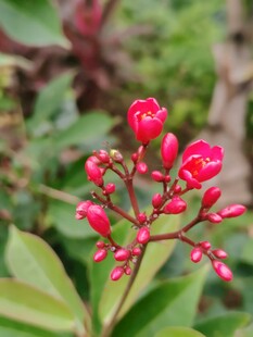红色花苞植物特写