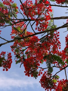 晴空下的红花树枝