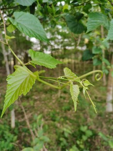 藤蔓嫩叶自然绿植景致