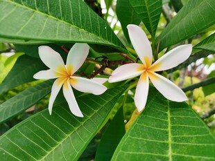 两朵清新鸡蛋花