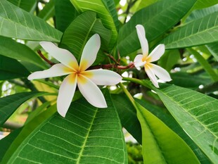 绿叶丛中鸡蛋花