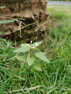 树旁草地野生小草