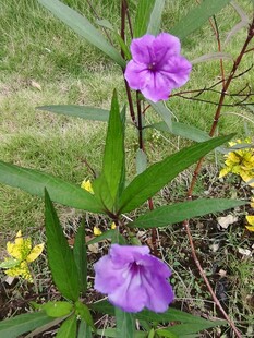翠芦莉紫色花卉