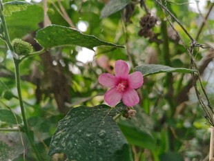 林间粉色小野花