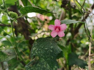 林间粉色小野花