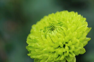 清新绿菊特写