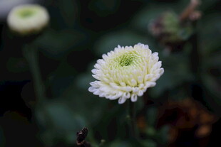 清新小白菊特写