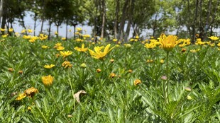 春日草地黄花风光