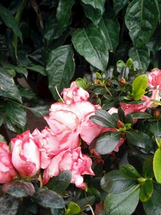 盛开的粉色杜鹃花
