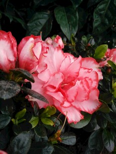 粉色杜鹃花特写