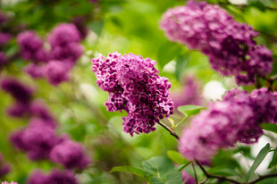 朦胧紫丁香花簇