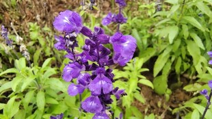 紫色草本花卉实拍