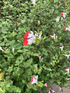 木槿花